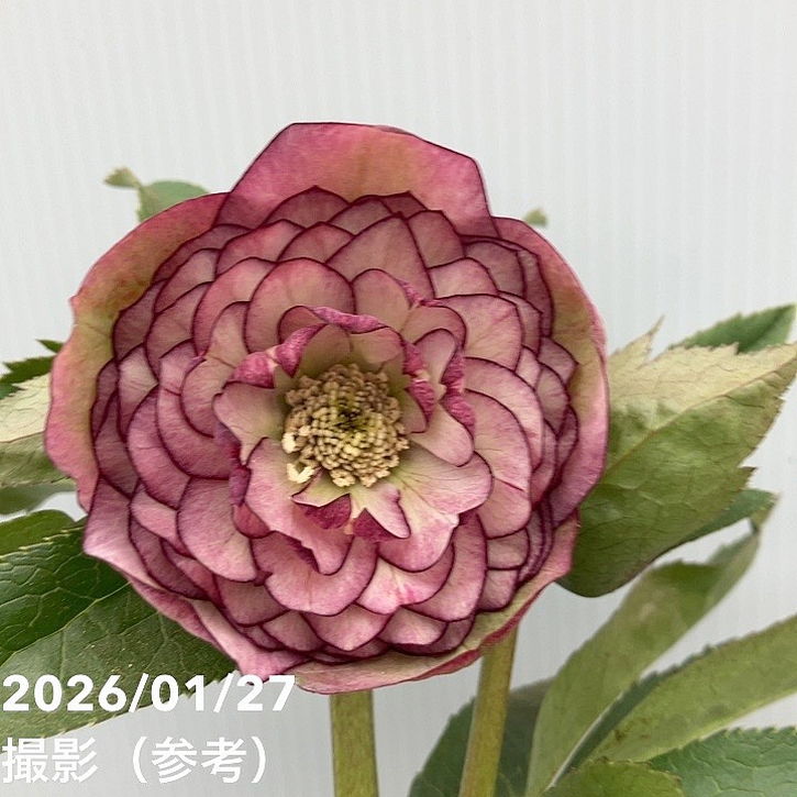 一点物】横山園芸 クリスマスローズ プリマドレス 4.5号（YK5）｜山野