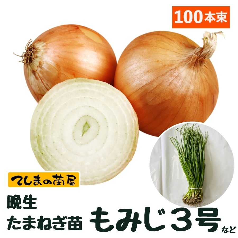 晩成 たまねぎ苗 抜き苗 約100本 もみじ3号 11月上旬～発送 タマネギ