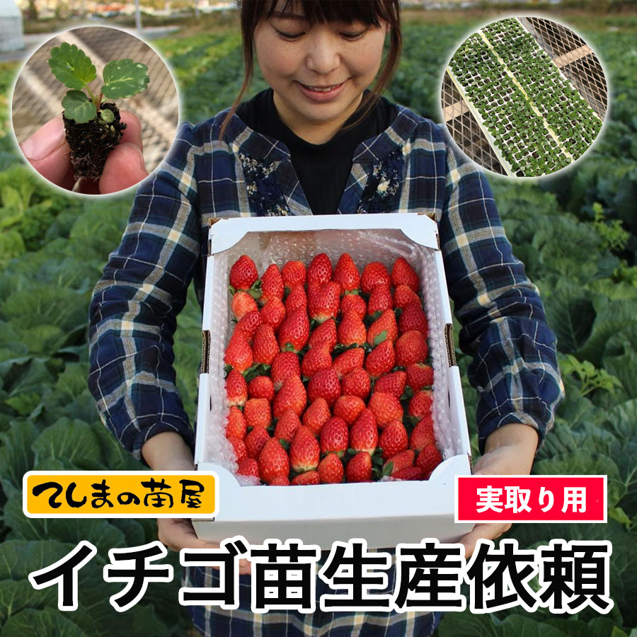 実取り用イチゴ苗生産依頼 紅ほっぺ 恋みのり 夏のしずく あきひめ