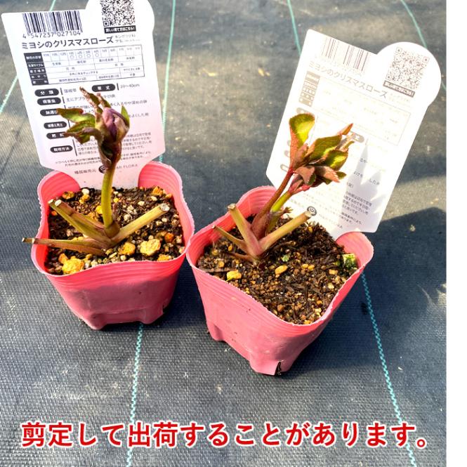 クリスマスローズ 苗 プチドール 紬 つむぎ メリクロン苗 9cmポット
