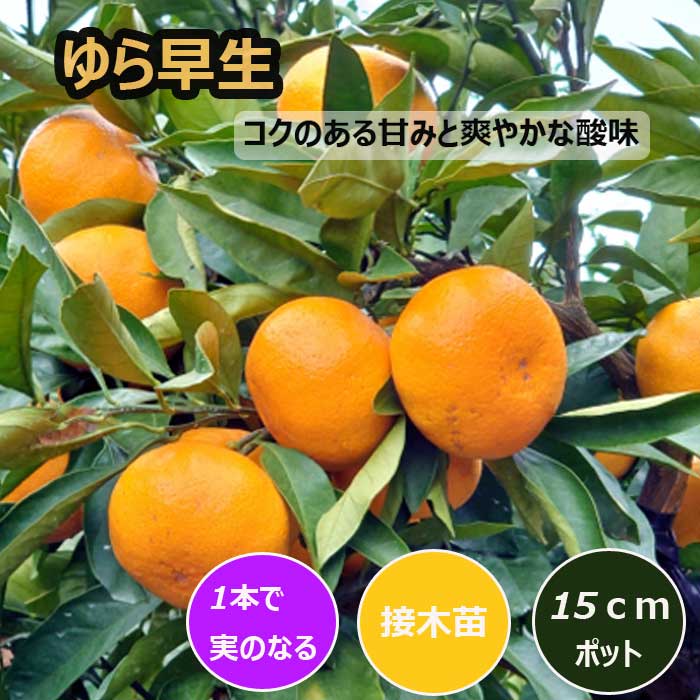みかん 苗木 ゆら早生 15cmポット 接木 苗 登録品種 自家結実性 極