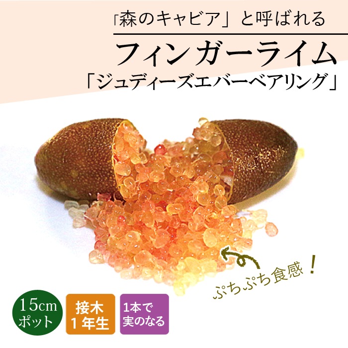 フィンガーライム 苗木 ジュディーズエバーベアリング 15cm鉢 柑橘