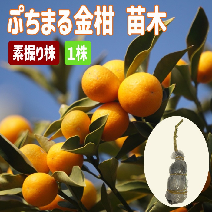 金柑 苗木 ぷちまる 金柑 素掘り株 1株 接木苗 柑橘 柑橘苗 (登録品種
