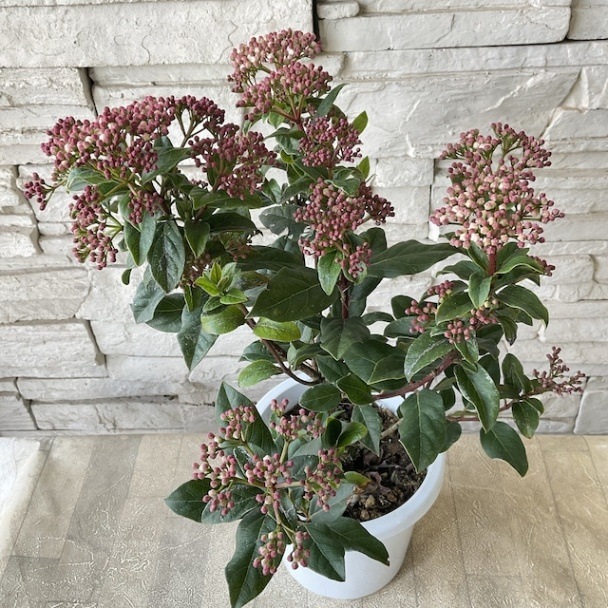 鉢花・花苗 | 橋本種苗園オンラインストア