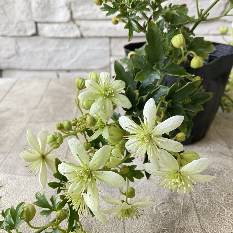 クレマチス ピクシー 3寸ポット | 鉢花・花苗 | 橋本種苗園オンライン