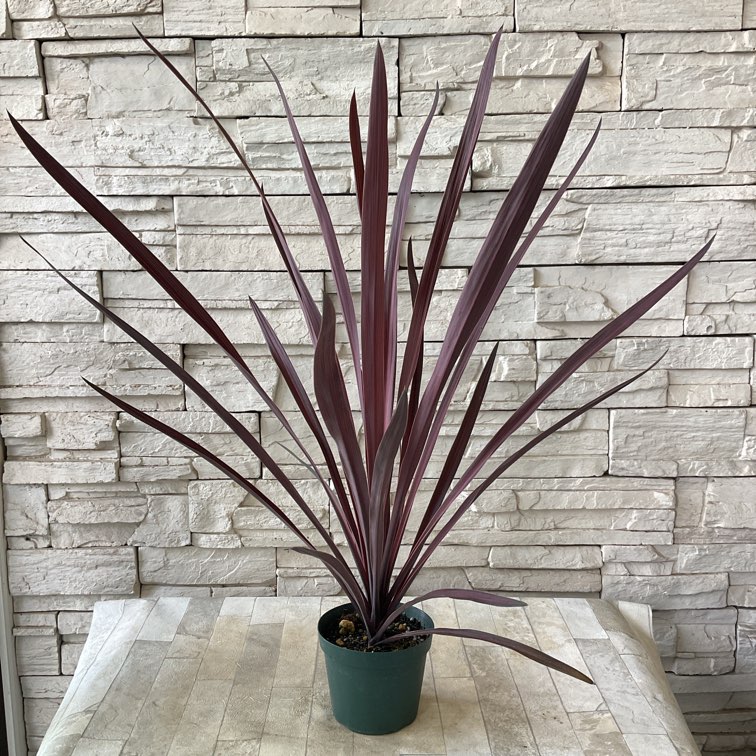 コルジリネ レッドスター 4号鉢 | 鉢花・花苗 | 橋本種苗園オンライン