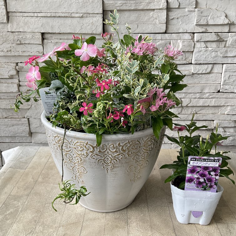 自分で作る寄植えセット】日々草を楽しむピンクの寄せ植えセット | 鉢