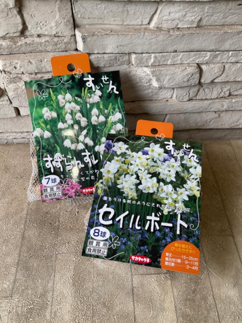 球根】寄せ植えすいせん 選べる2種 | 球根 | 橋本種苗園オンラインストア