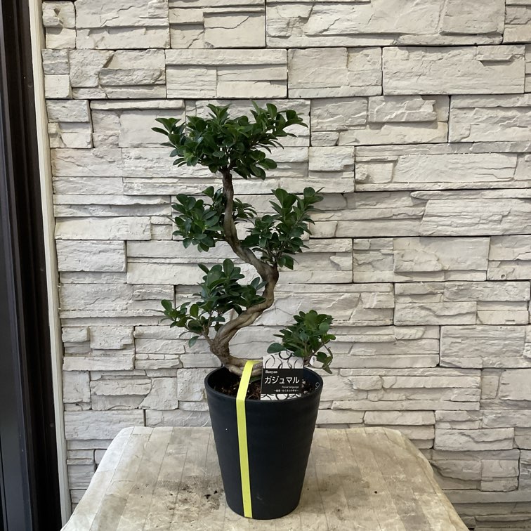 すべての商品 | 橋本種苗園オンラインストア