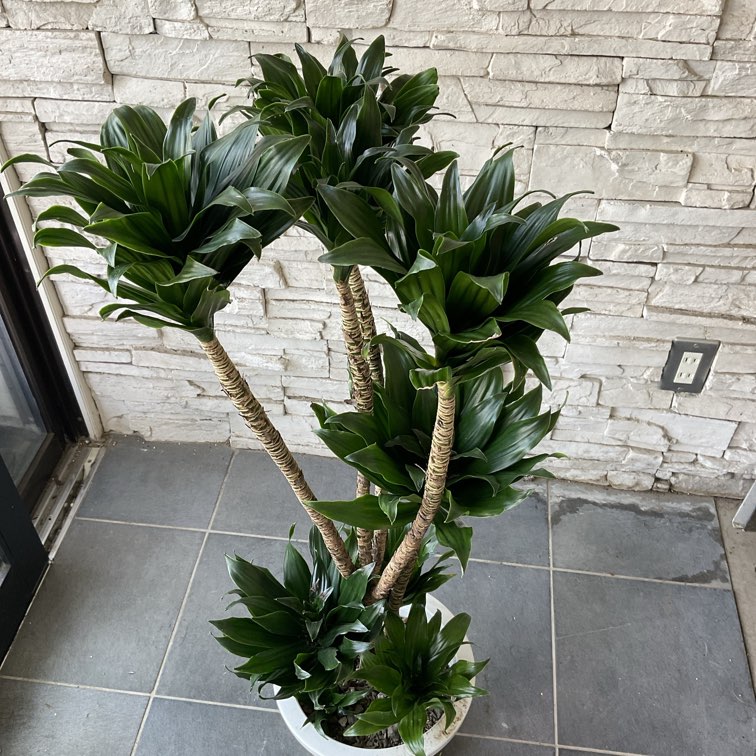 送料無料】【観葉植物】ドラセナ コンパクタ 8寸鉢 | 観葉植物 | 橋本