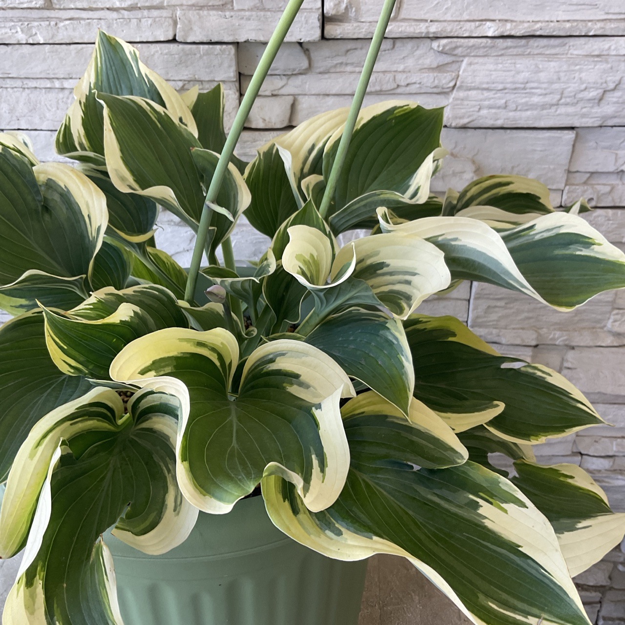 送料無料】特大 斑入り ギボウシ 12号鉢 | 鉢花・花苗 | 橋本種苗園