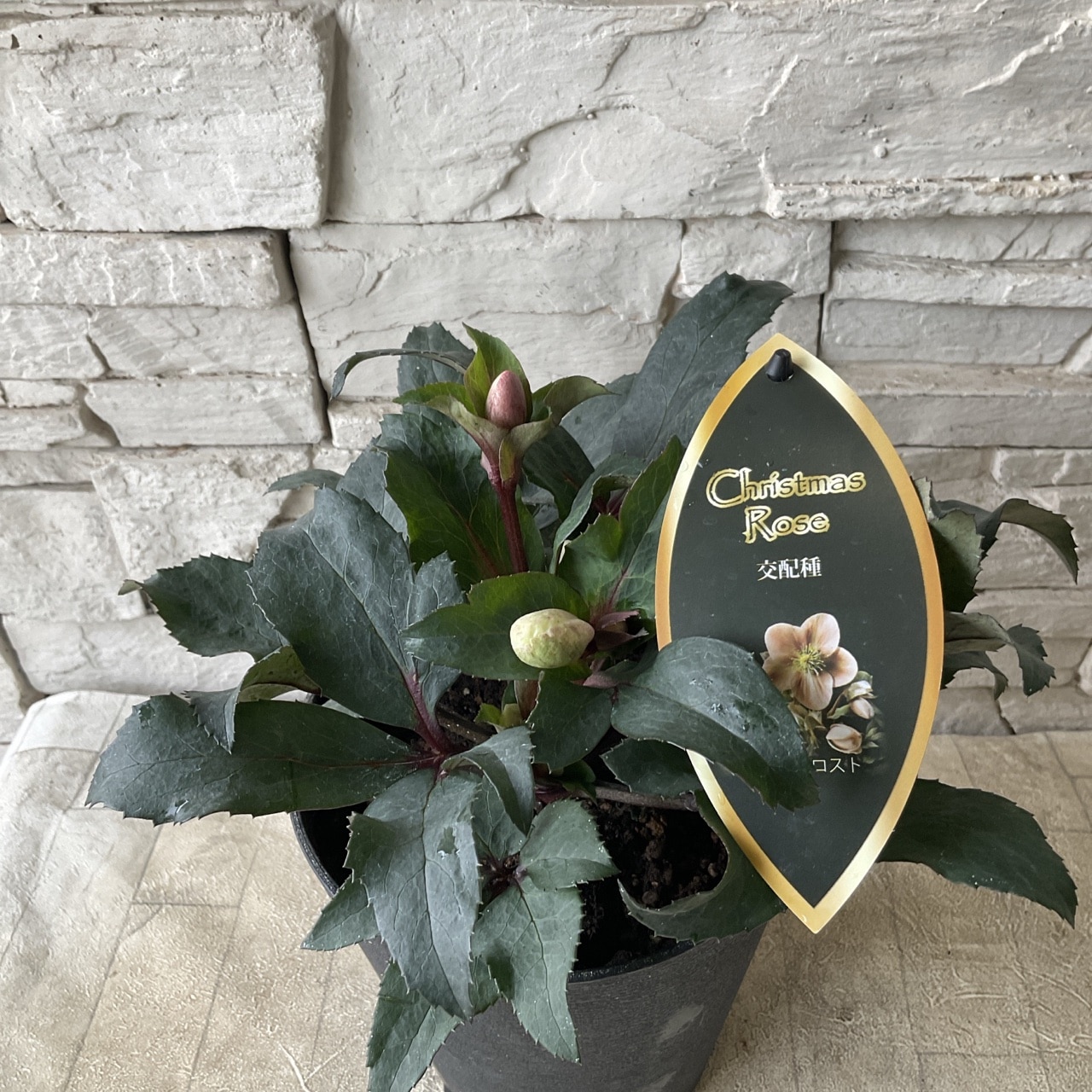 クリスマスローズ ピンクフロスト 5寸鉢 | 鉢花・花苗 | 橋本種苗園