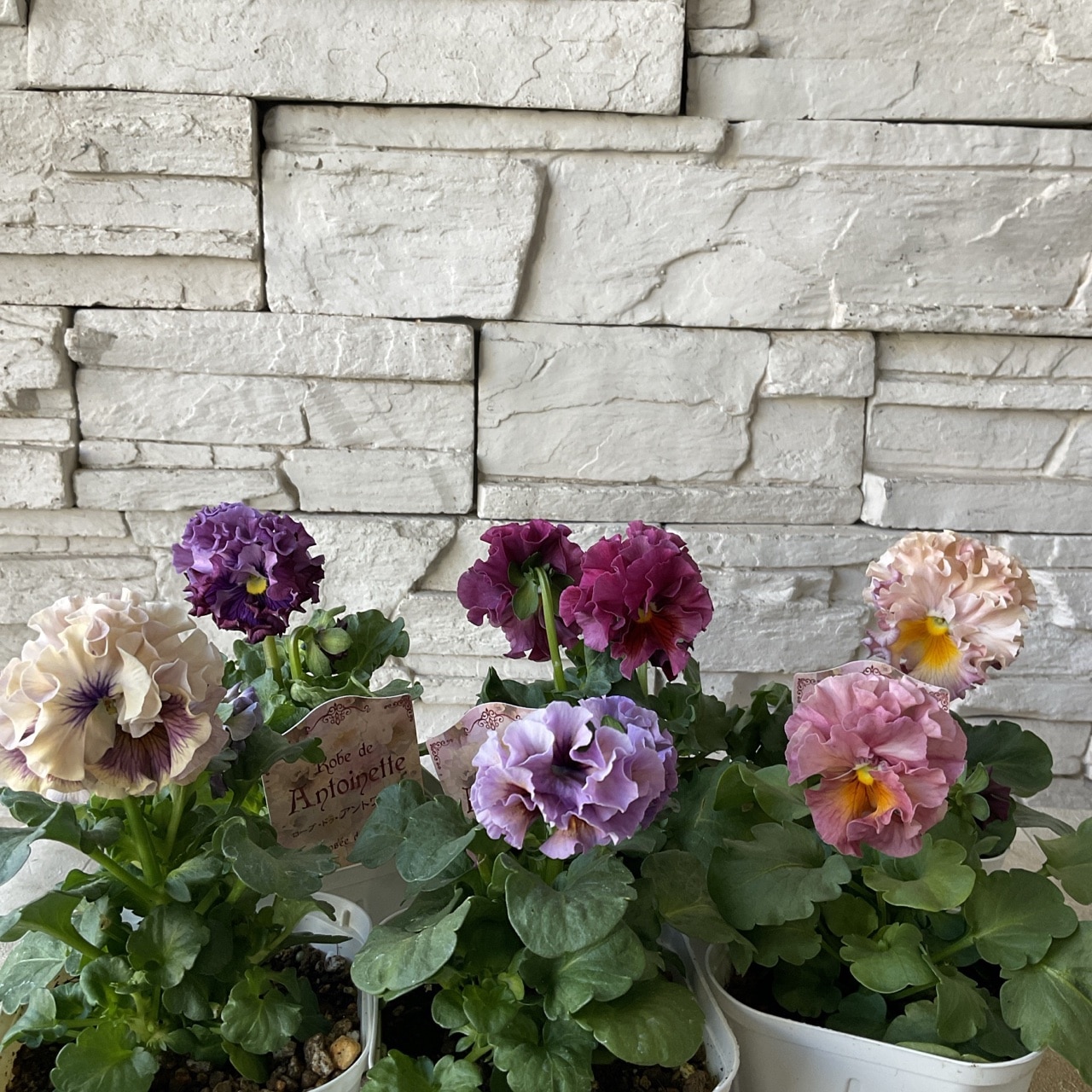 サトウ園芸オリジナルパンジー ローブ・ドゥ・アントワネット 選べる