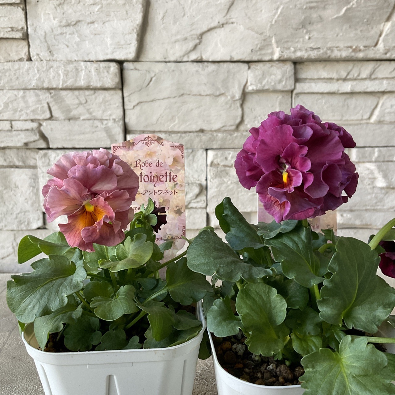 サトウ園芸オリジナルパンジー ローブ・ドゥ・アントワネット 選べる