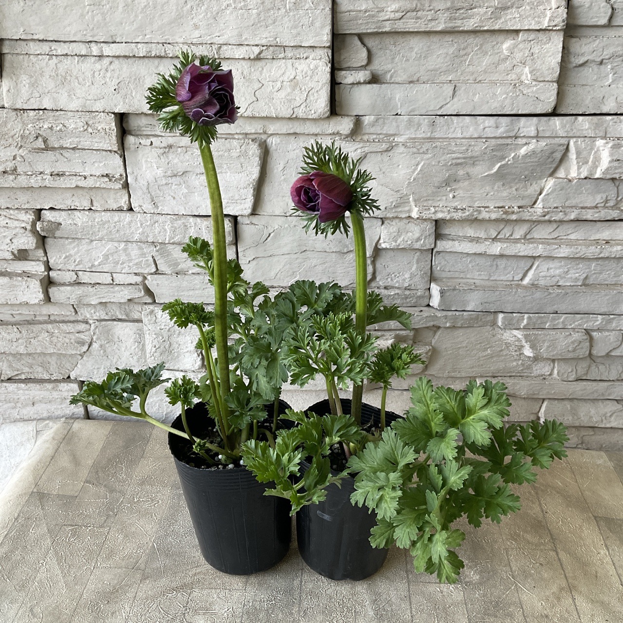 アネモネ ミストラル レアリティ 3.5寸ポット | 鉢花・花苗 | 橋本種苗