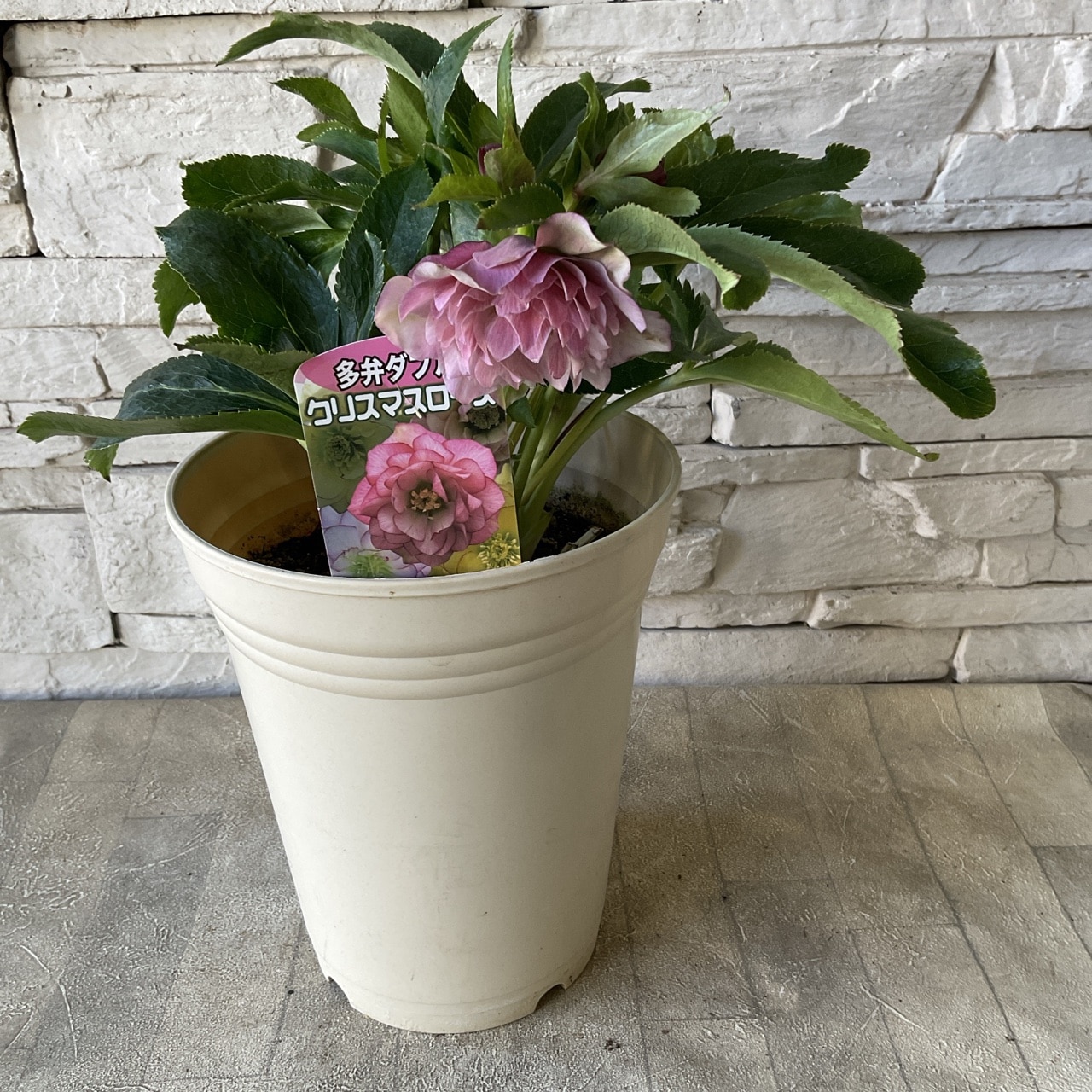 クリスマスローズ 多弁ダブル 5.5号鉢 | 鉢花・花苗 | 橋本種苗園