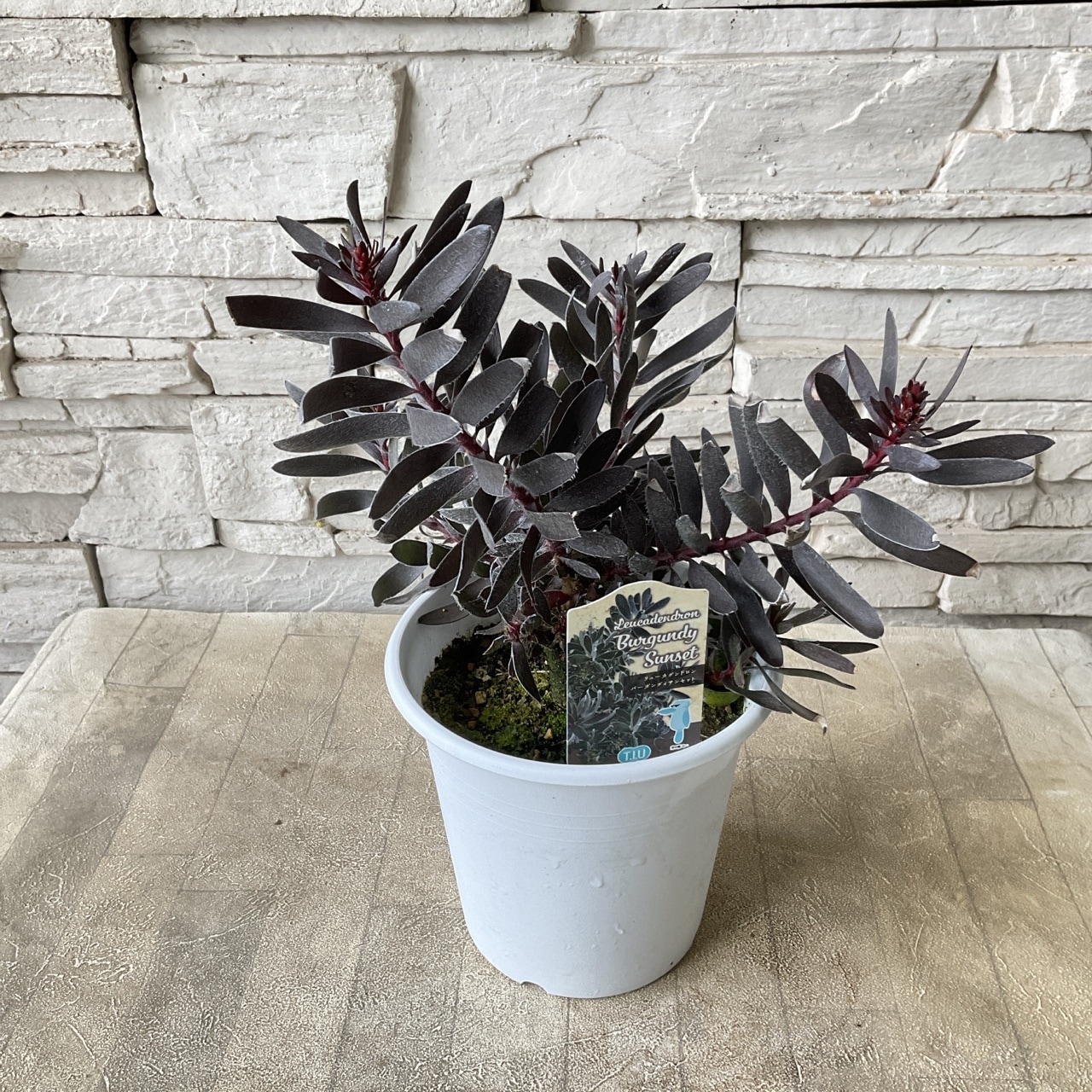 リューカデンドロン バーガンディサンセット 5寸鉢 | 鉢花・花苗