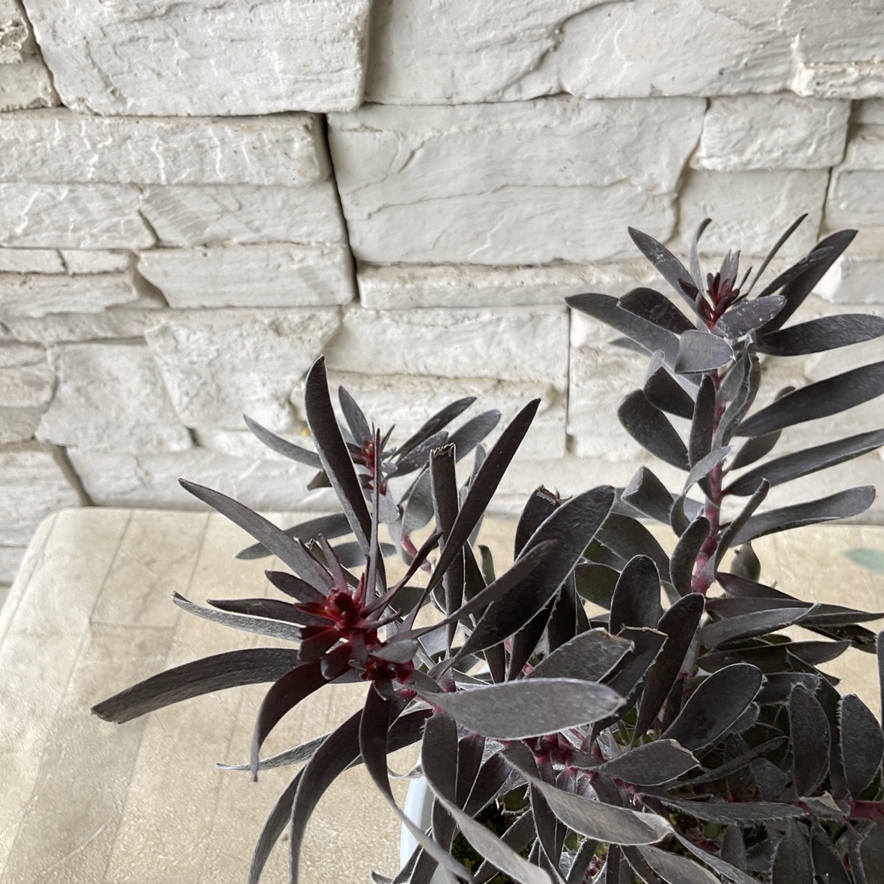 リューカデンドロン バーガンディサンセット 5寸鉢 | 鉢花・花苗