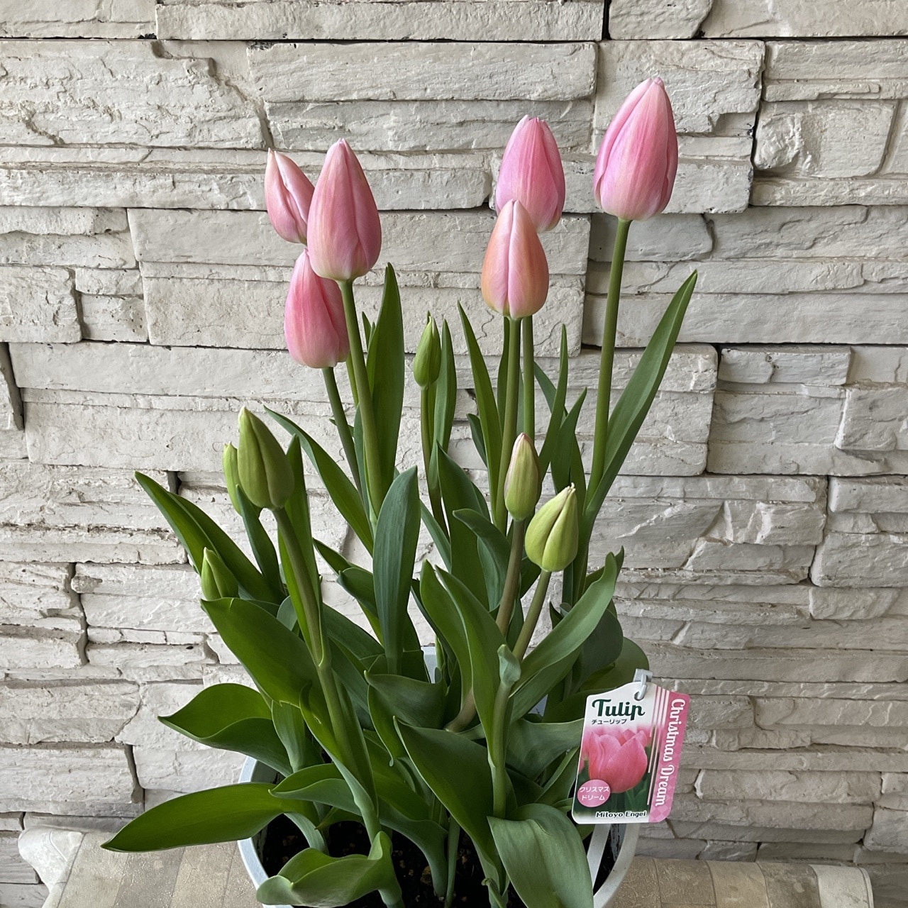 チューリップ 8寸鉢 選べる♪7色 | 鉢花・花苗 | 橋本種苗園オンライン