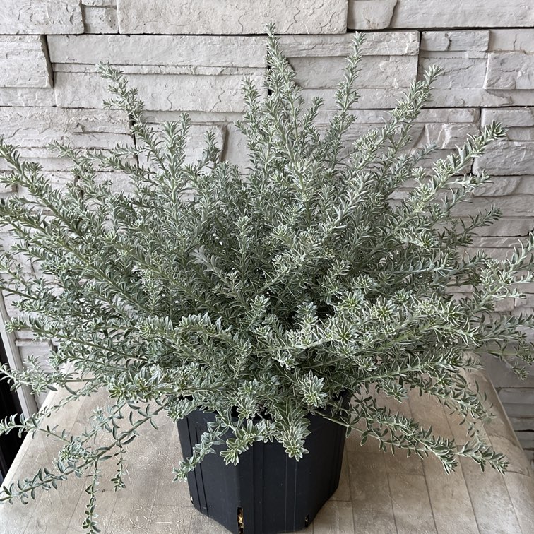 ウエストリンギア スモーキーホワイト 7寸ポット | 鉢花・花苗 | 橋本