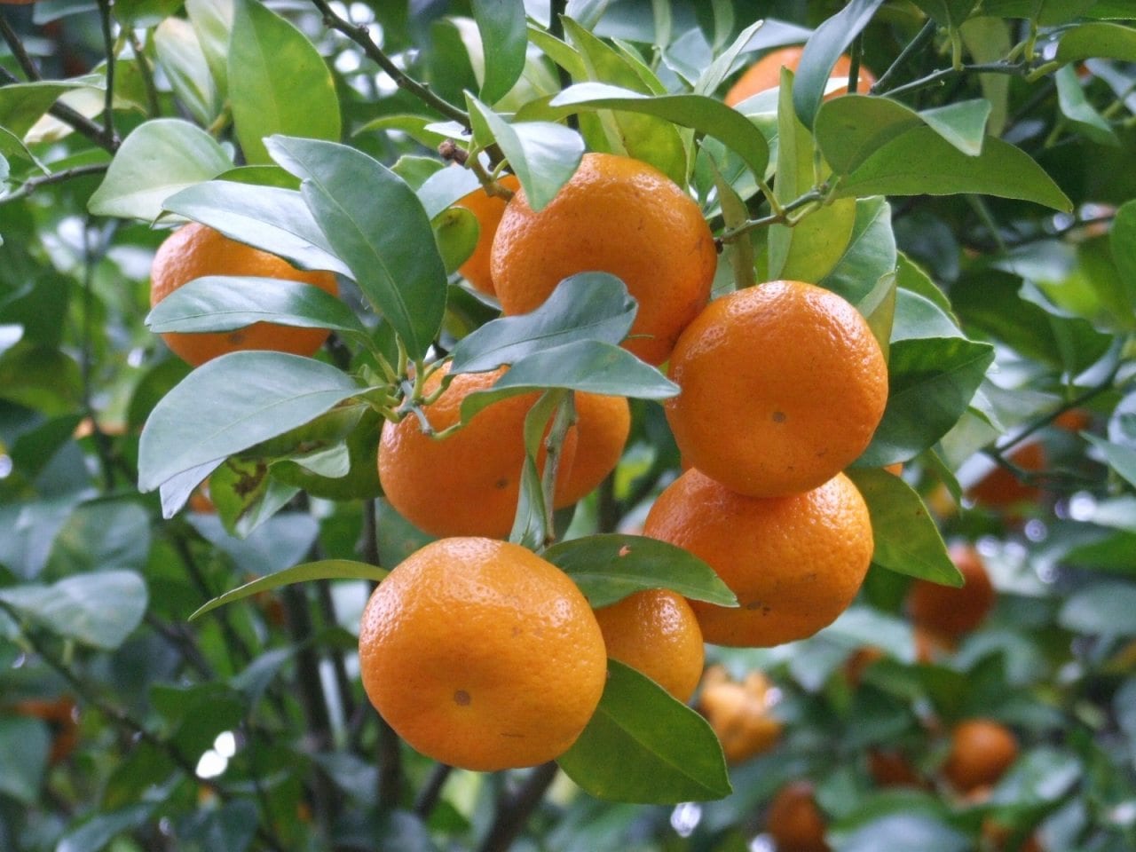 徳之島産シークワーサー（島みかん）果実【サイズバラバラ1kg】ご