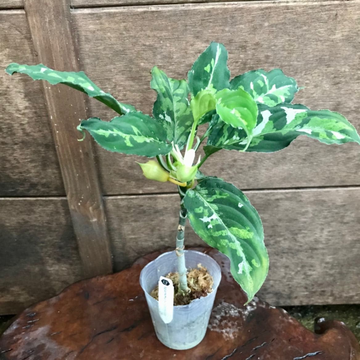 アグラオネマ ピクタム トリカラー販売通販