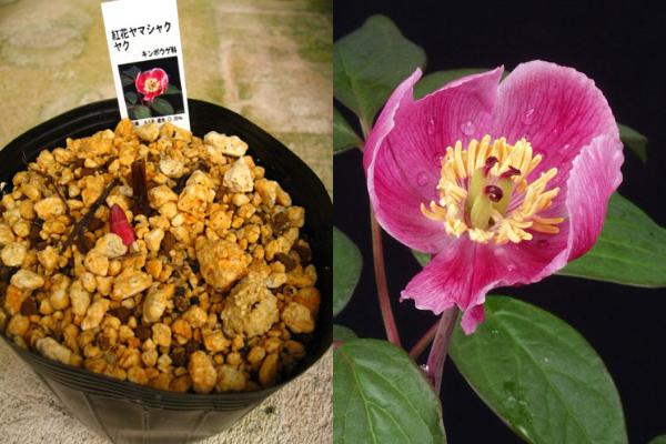 紅花ヤマシャクヤク （アカバナヤマシャクヤク）販売通販