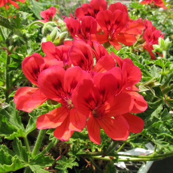 ミセス・テイラー・ゼラニウム(ポット苗) | 日野春ハーブガーデン