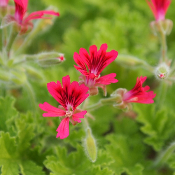 主なハーブ類,ゼラニウム類 | 日野春ハーブガーデン