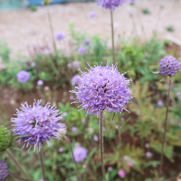 デビルズビット・スカビオサ(ポット苗) | 日野春ハーブガーデン