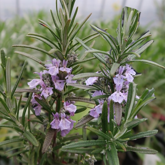 マリンブルー・ローズマリー(ポット苗) | 日野春ハーブガーデン