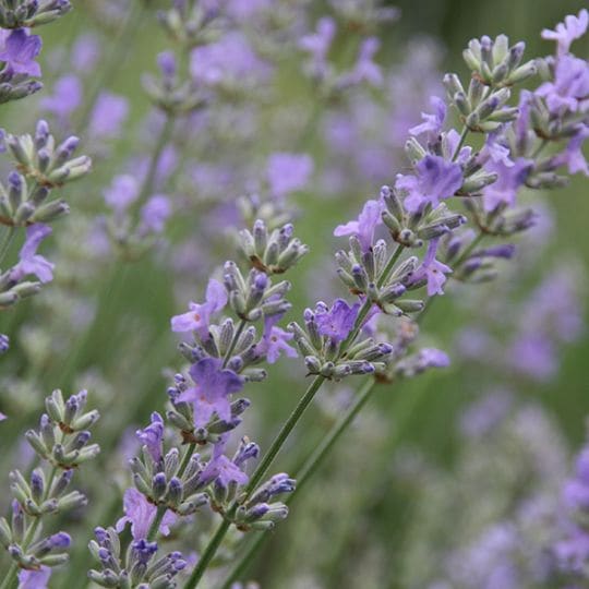 スィート・ラベンダー(ポット苗) | 日野春ハーブガーデン