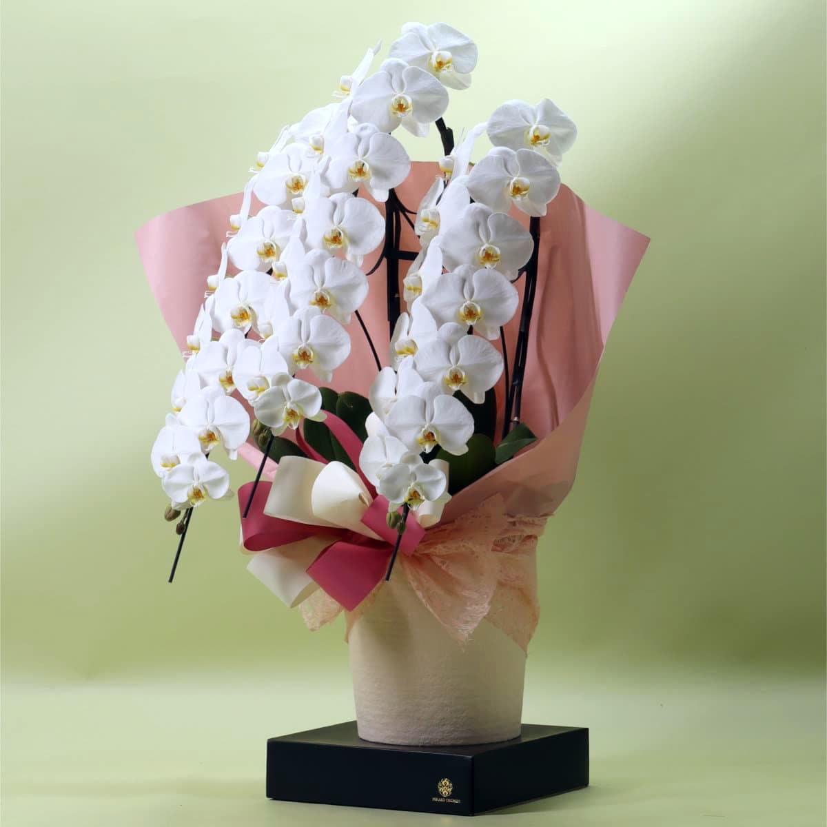 胡蝶蘭 3本立ち白42輪以上 [000304]の通販 | ヒカル・オーキッド