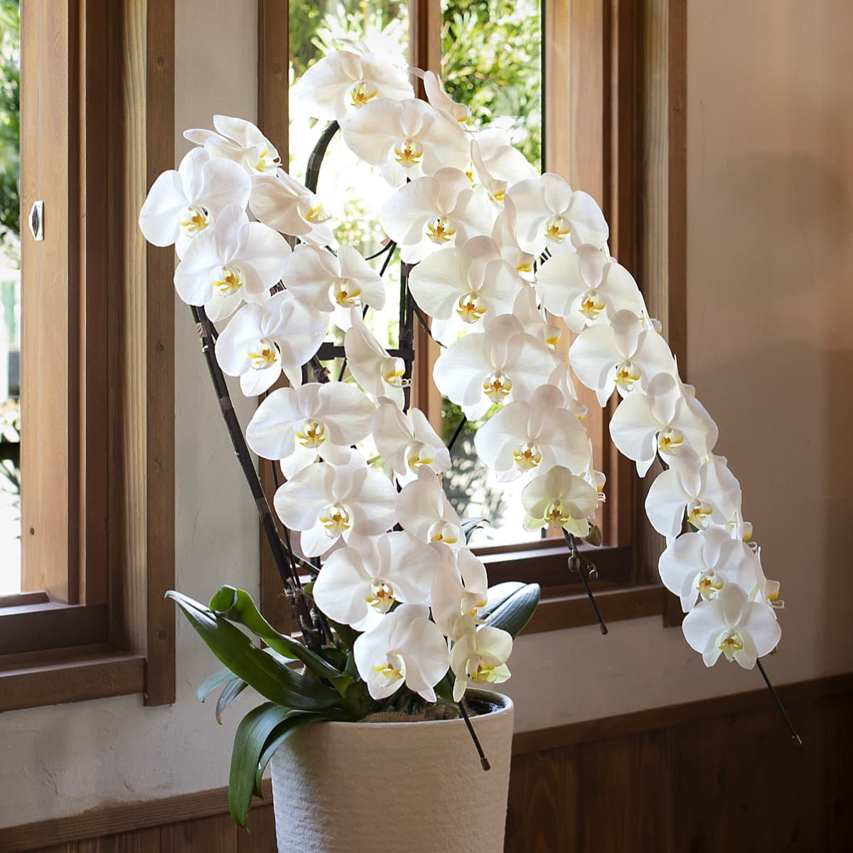 胡蝶蘭 3本立ち白42輪以上 [000304]の通販 | ヒカル・オーキッド