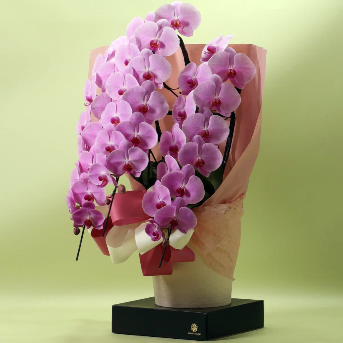 胡蝶蘭 3本立ちピンク39輪以上 [000302]の通販 | ヒカル・オーキッド