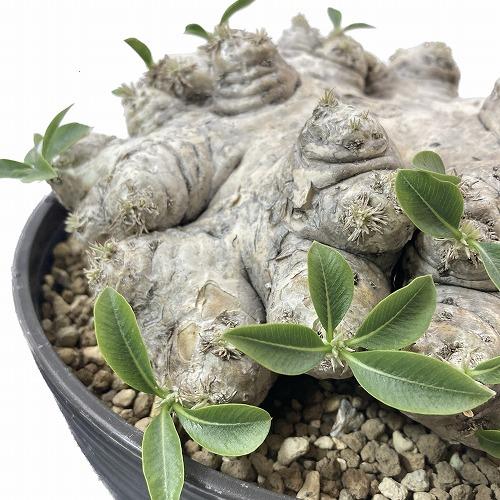 パキポディウム ブレビカウレ(恵比寿笑い) 大株 7号｜芳樹園オンライン