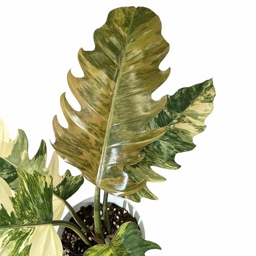 フィロデンドロン キャラメルマーブル 5号｜芳樹園オンラインショップ