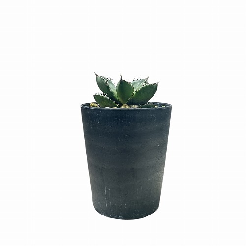 アガベ チタノタ 南アフリカ ダイヤモンド(SAD) 3号｜芳樹園オンライン