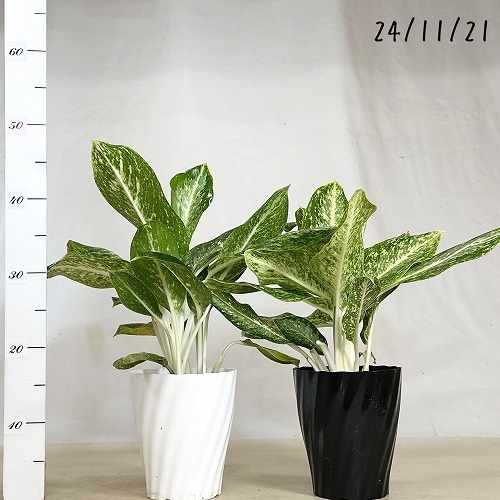 アグラオネマ パランサップ 5号｜芳樹園オンラインショップ