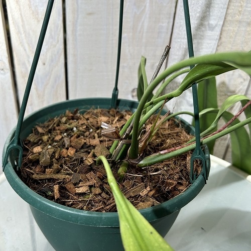 現品】アンスリューム・ ビタルフォリアム 7号 G3番 アンスリウム