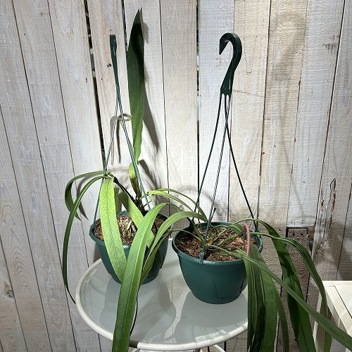 アンスリウム ビッタリフォリウム 7号吊り鉢｜芳樹園オンラインショップ