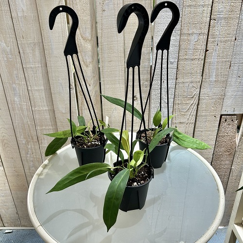 アンスリウム ウェンドリンゲリー 3.5号吊り鉢｜芳樹園オンラインショップ