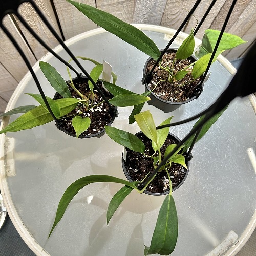 アンスリウム ウェンドリンゲリー 3.5号吊り鉢｜芳樹園オンラインショップ