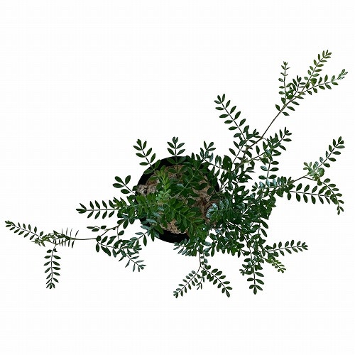 オペルクリカリア パキプス 4.5号ロング黒鉢｜芳樹園オンラインショップ