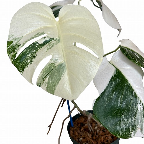 モンステラ ホワイトタイガー 白斑入り 5号 個体5 現品 一点もの