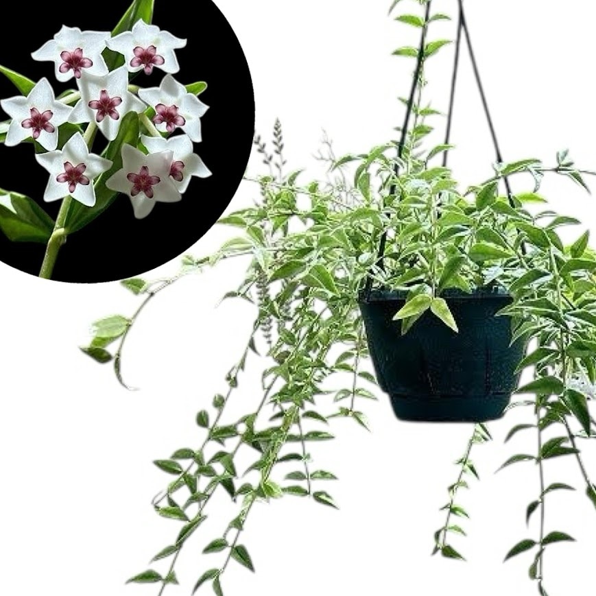 現在花なし】ホヤ ベラ(サクララン セブンスター) 5号吊り鉢(個体