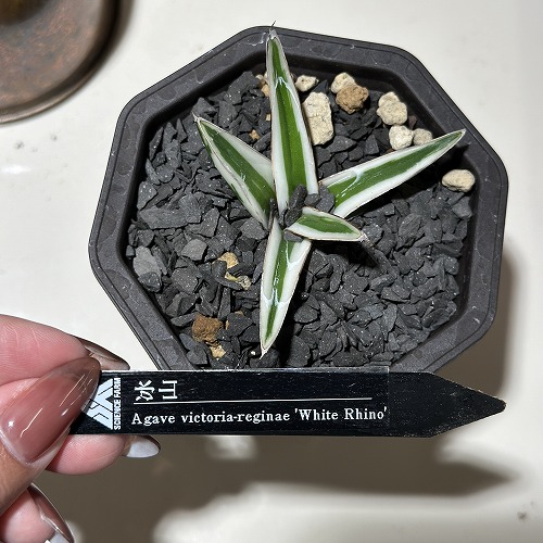 アガベ 氷山 3号鉢(個体おまかせ1鉢)｜芳樹園オンラインショップ