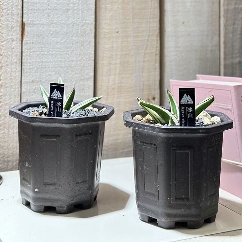 アガベ 氷山 3号鉢(個体おまかせ1鉢)｜芳樹園オンラインショップ