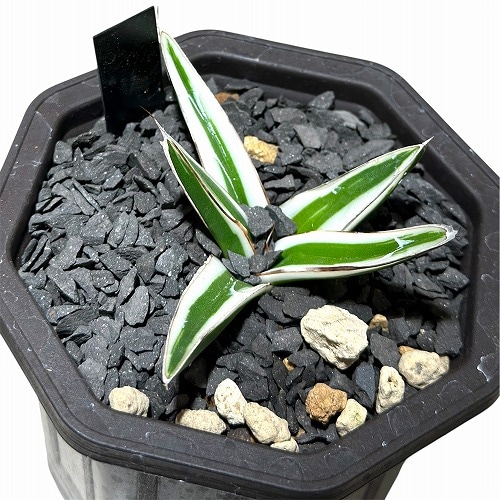 アガベ 氷山 3号鉢(個体おまかせ1鉢)｜芳樹園オンラインショップ