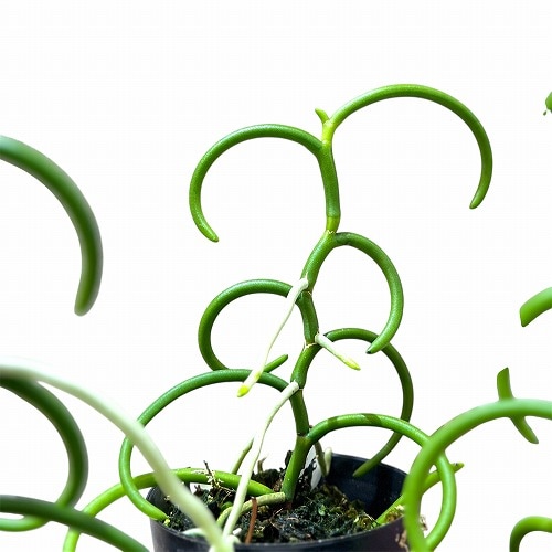 パピリオナンセ テレス オリンピックリングス 3号硬質ポット(個体